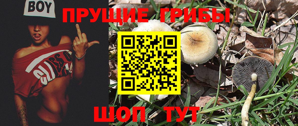 Псилоцибиновые грибы Cubensis Дзержинск